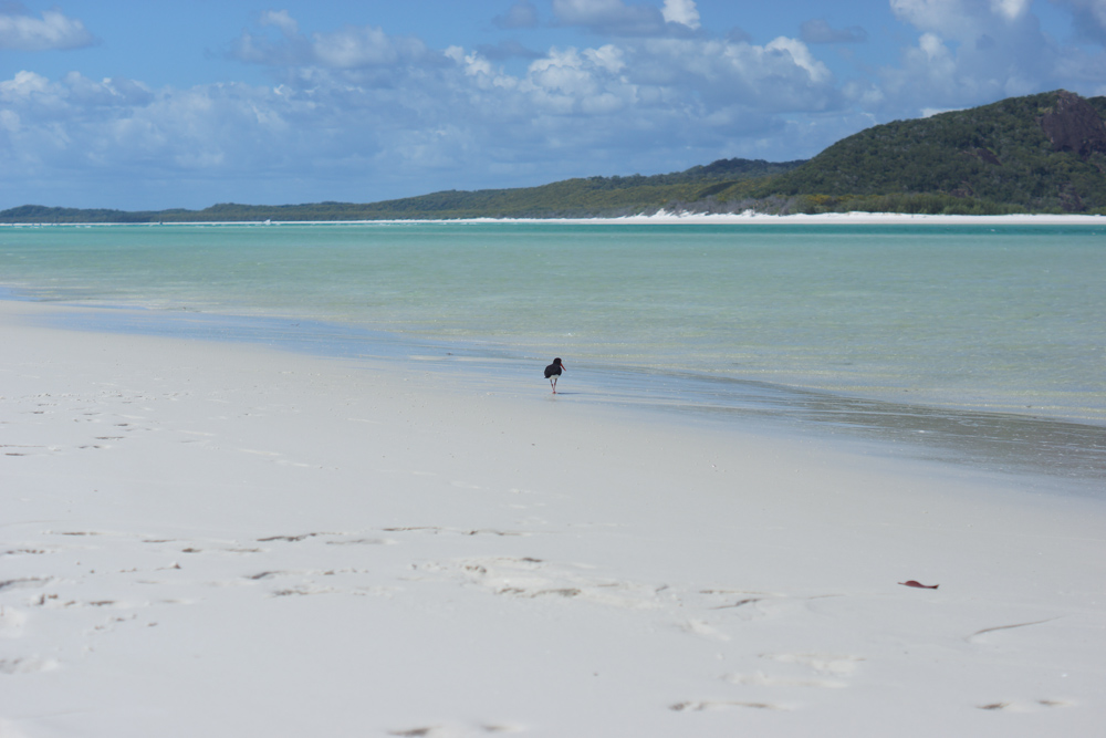 Whitehaven Beach