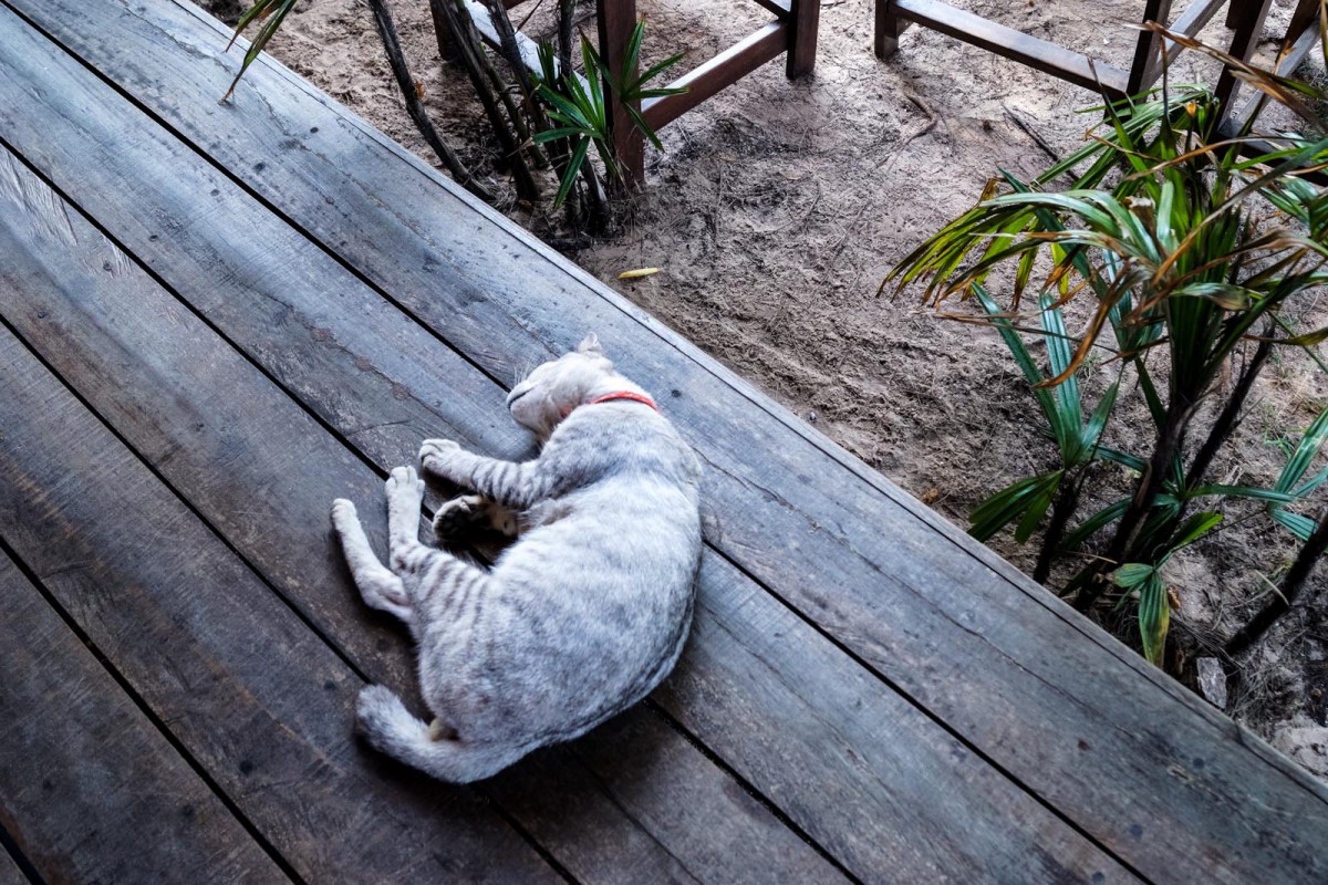 Cat in Koh Yao Yai