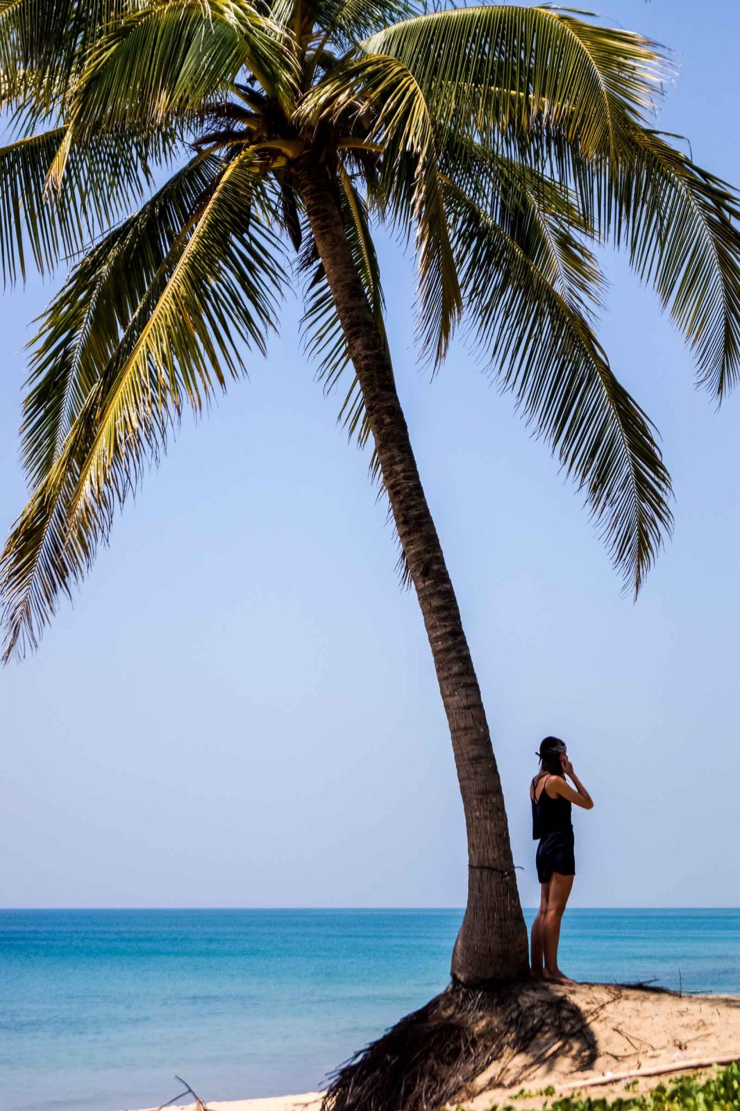 Palm tree in Thailand