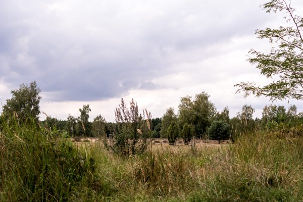 forest in Berlin