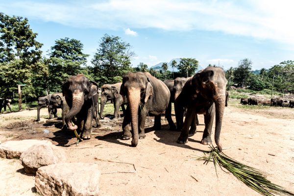 Pinnawalla Elephants