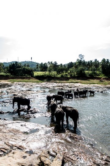 elephants bathing in a lake