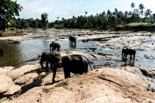 Elephants in Sri Lanka