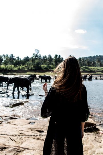 Pinnawalla Elephant Orphanage