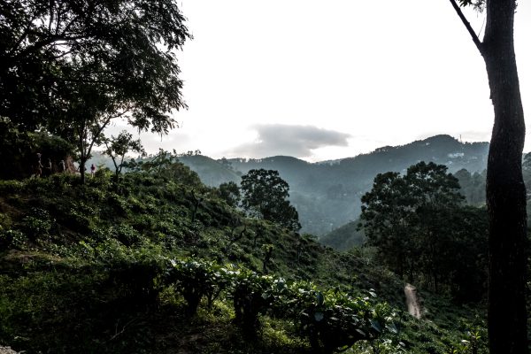 Tea plantage Little Adam's Peak