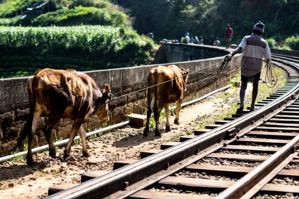 Cows in Sri Lanka