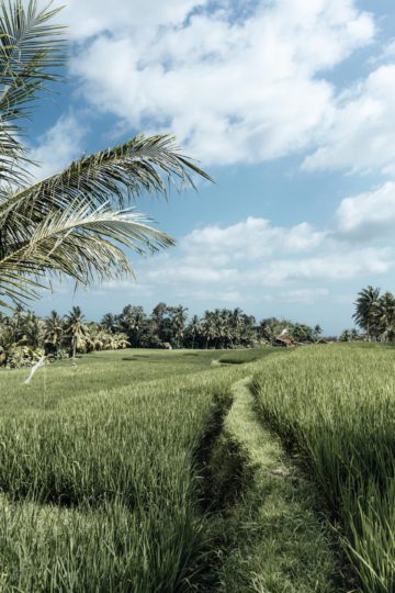 Wo findet man Reisterrassen in Bali