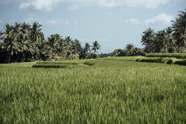 Whaelse_Fashionblog_Berlin_Bali_rice_terraces-10