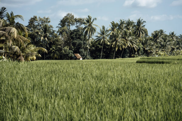 Whaelse_Fashionblog_Berlin_Bali_rice_terraces-11