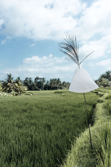 beautiful rice terraces Bali