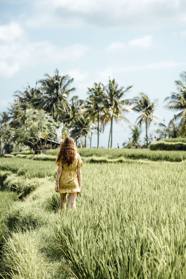 Where to find rice terraces