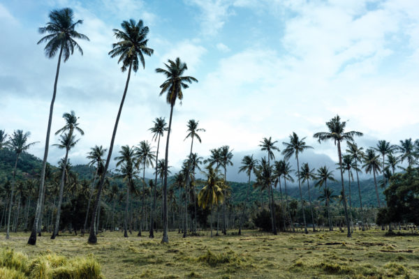 Whaelse_Fashionblog_Berlin_Lombok_Palm_Tree_Fields-16