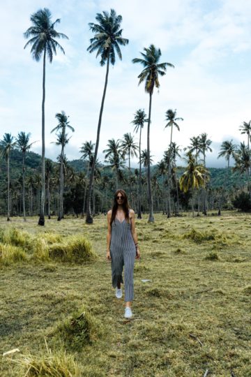 Palm tree fields in Lombok