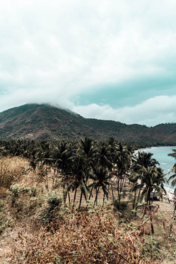 view of palm tree fields in Lombok