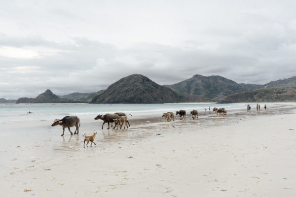 Selong Belanak beach in Lombok