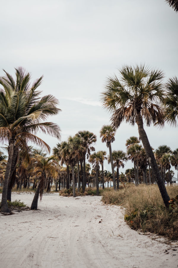 beach with lots of palm trees